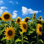 Sunflowers