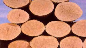 Softwood logs