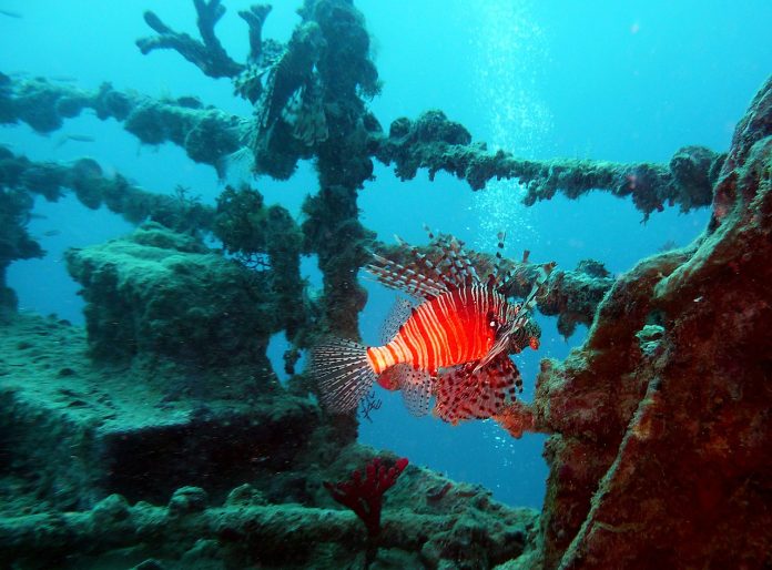 Ocean Diving