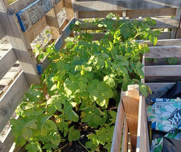 Using Pallets in your Northern Garden can generate a good crop - Image Lydia Matthews (Wasaho Cree Nation)