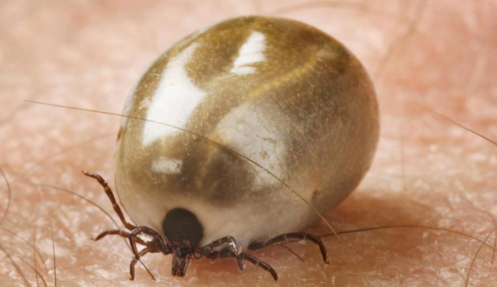 Ontario Reports Over 1,000 Tick Sightings, with 60 Cases of Lyme Disease Confirmed – NetNewsLedger