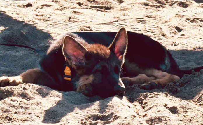 Behzig keeping cool at the beach.