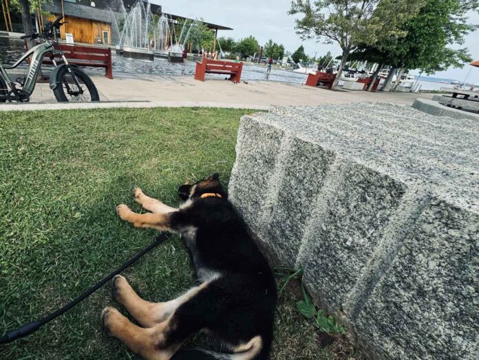 Letting sleeping dogs lie at the splashpad