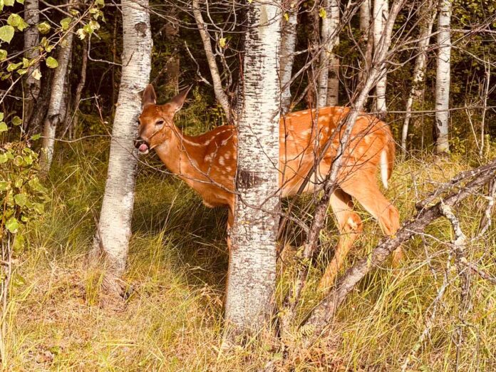 Young Deer at Balsam Park in Thunder Bay