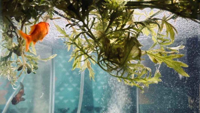 Discover how tropical fish aquariums provide relaxation and stress relief. Learn how to start your own aquarium.