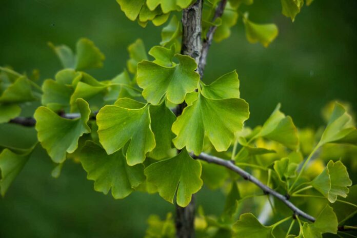 What is Gingko